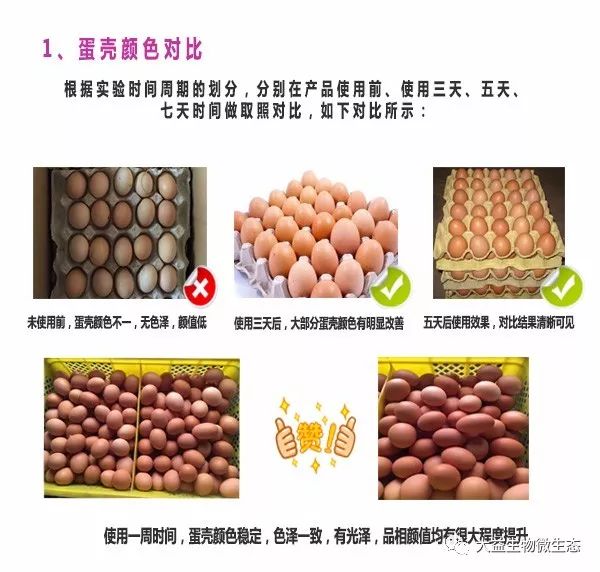 大益健康元益生菌添加剂在蛋禽使用后的各项数据分析报告