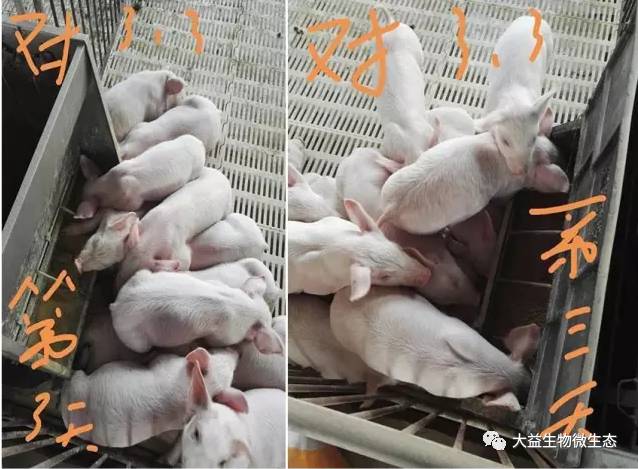 【最新数据更新】使用大益健康元产品-猪各阶段性实验效果分享